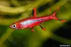 BRIGITTAE RASBORA