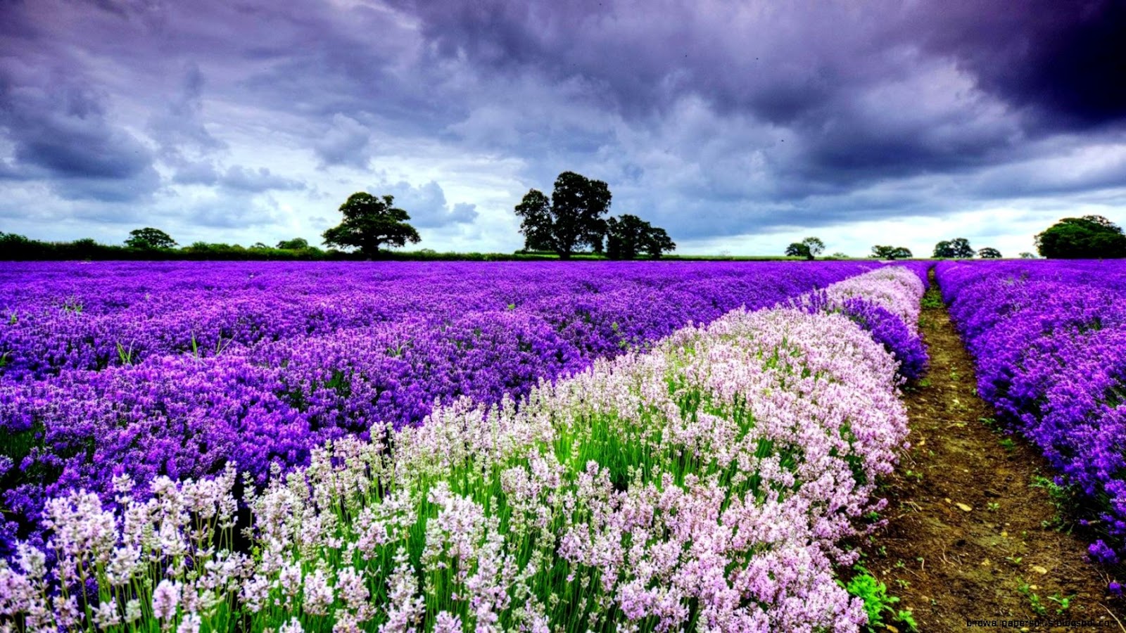Purple Spring Flowers Purple Spring Flowers