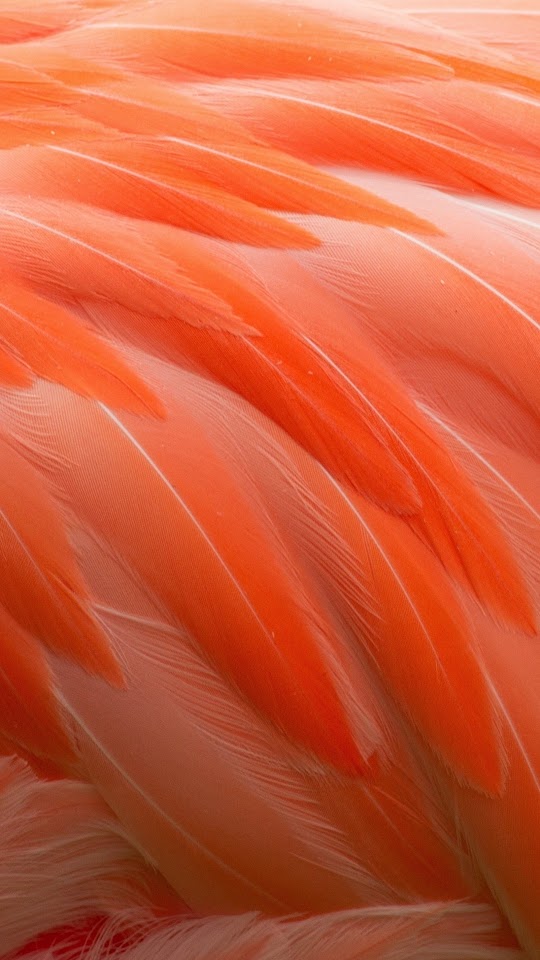Flamingos Feathers Android Best Wallpaper