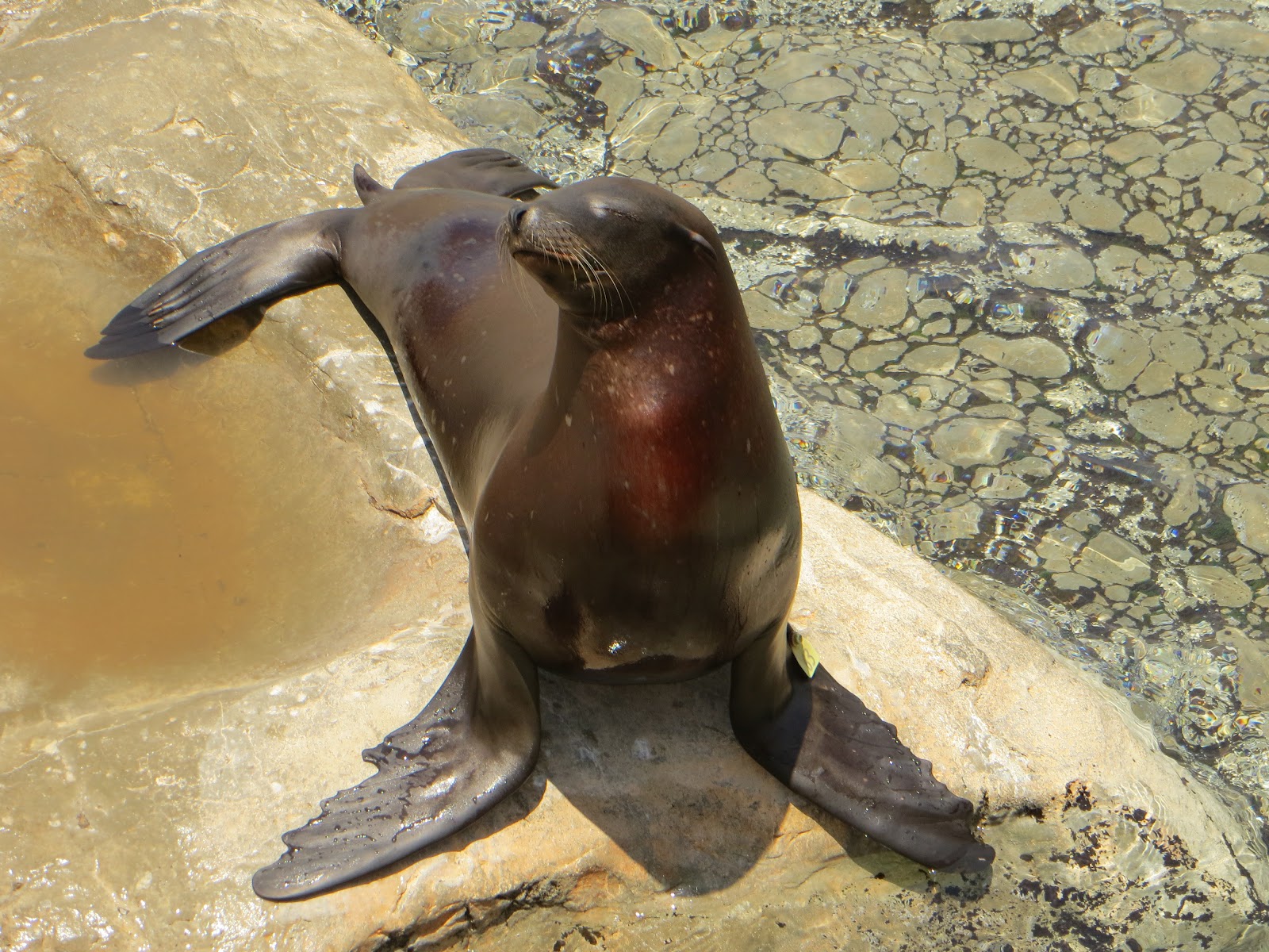 Through the Lens Florida Animal Pictures