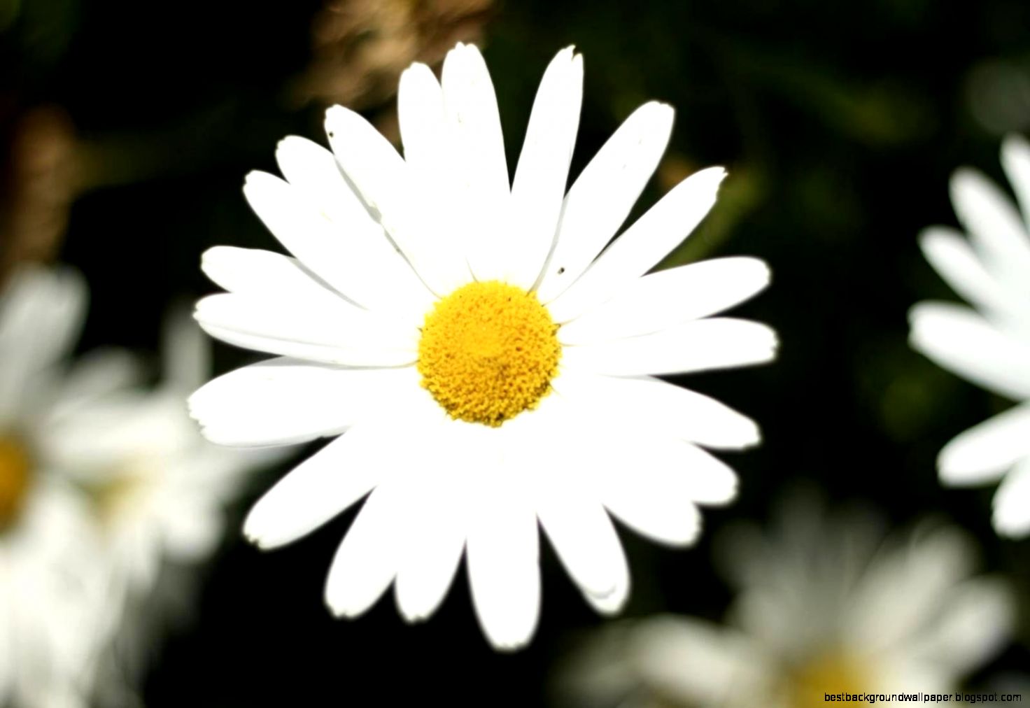 Beautiful White Flower We Need Fun Beautiful White Flower We Need Fun