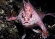 Scientific discovery is staggering: fish walk on the bottom of the sea!