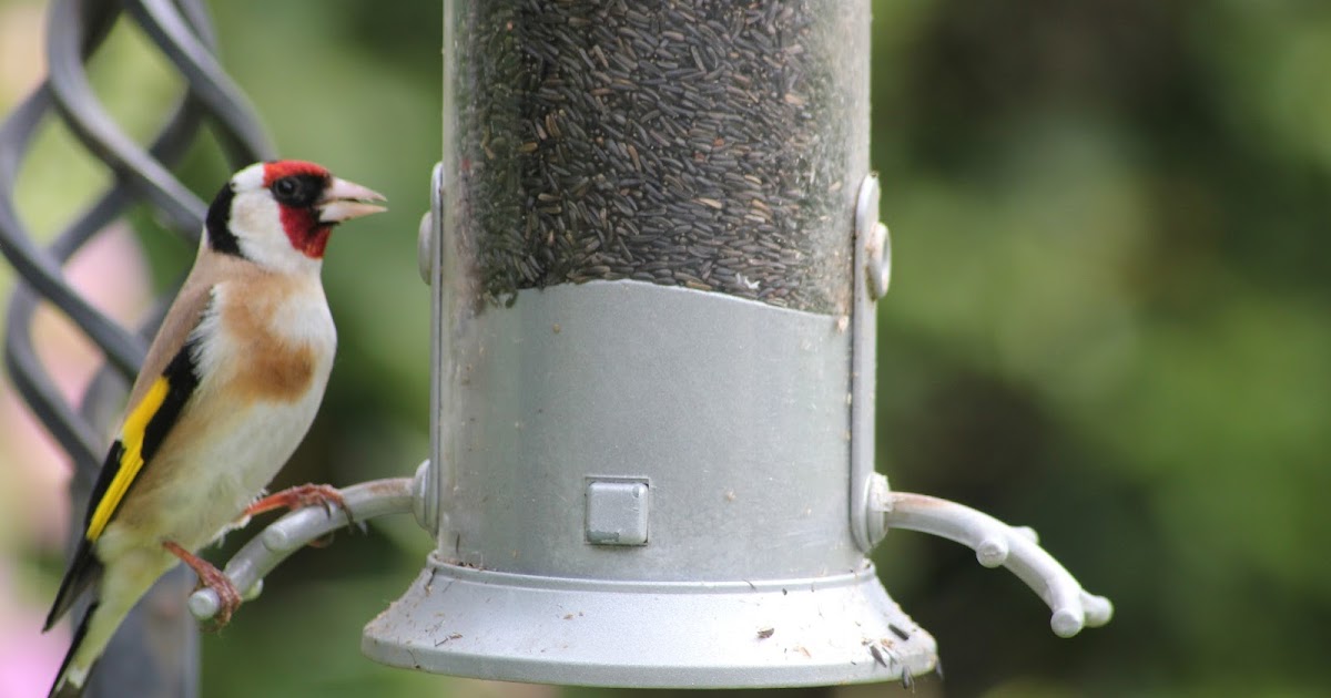 I Like Garden Birds: The Bird Guide Blog - Goldfinch