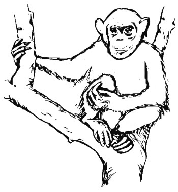 Jungle Animals Coloring Pages 