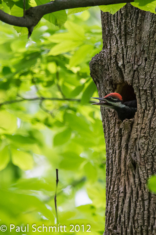 Birds-n-Blooms: Pileated Woodpecker Nest
