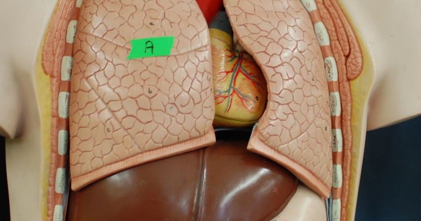 Human Anatomy Lab: The Digestive System