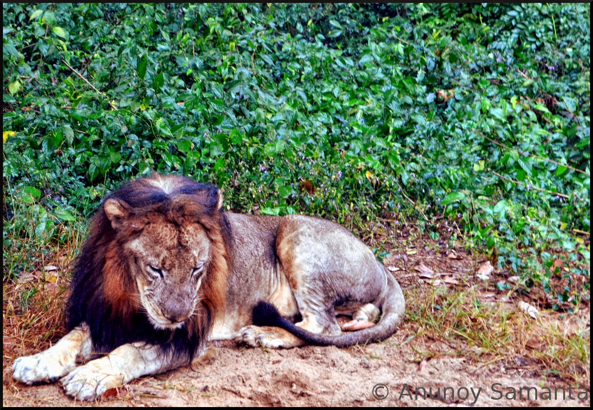 Glimpses of Nandankanan Zoological Park
