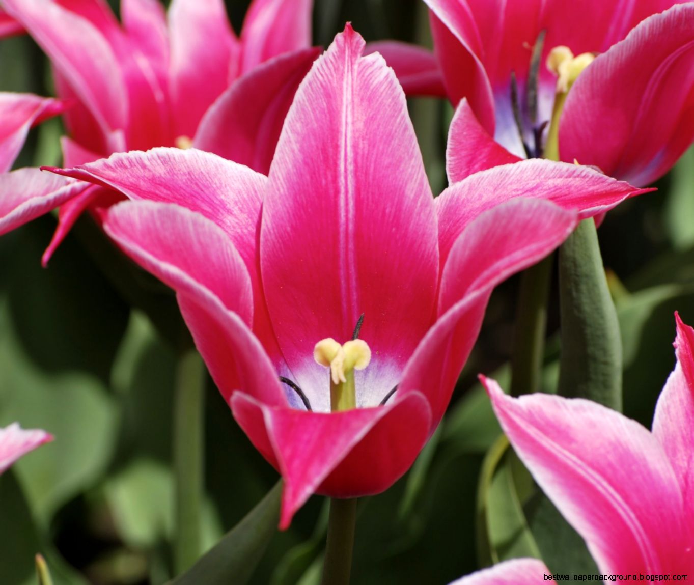 Tulip Wikipedia the free encyclopedia Tulip Wikipedia the free encyclopedia