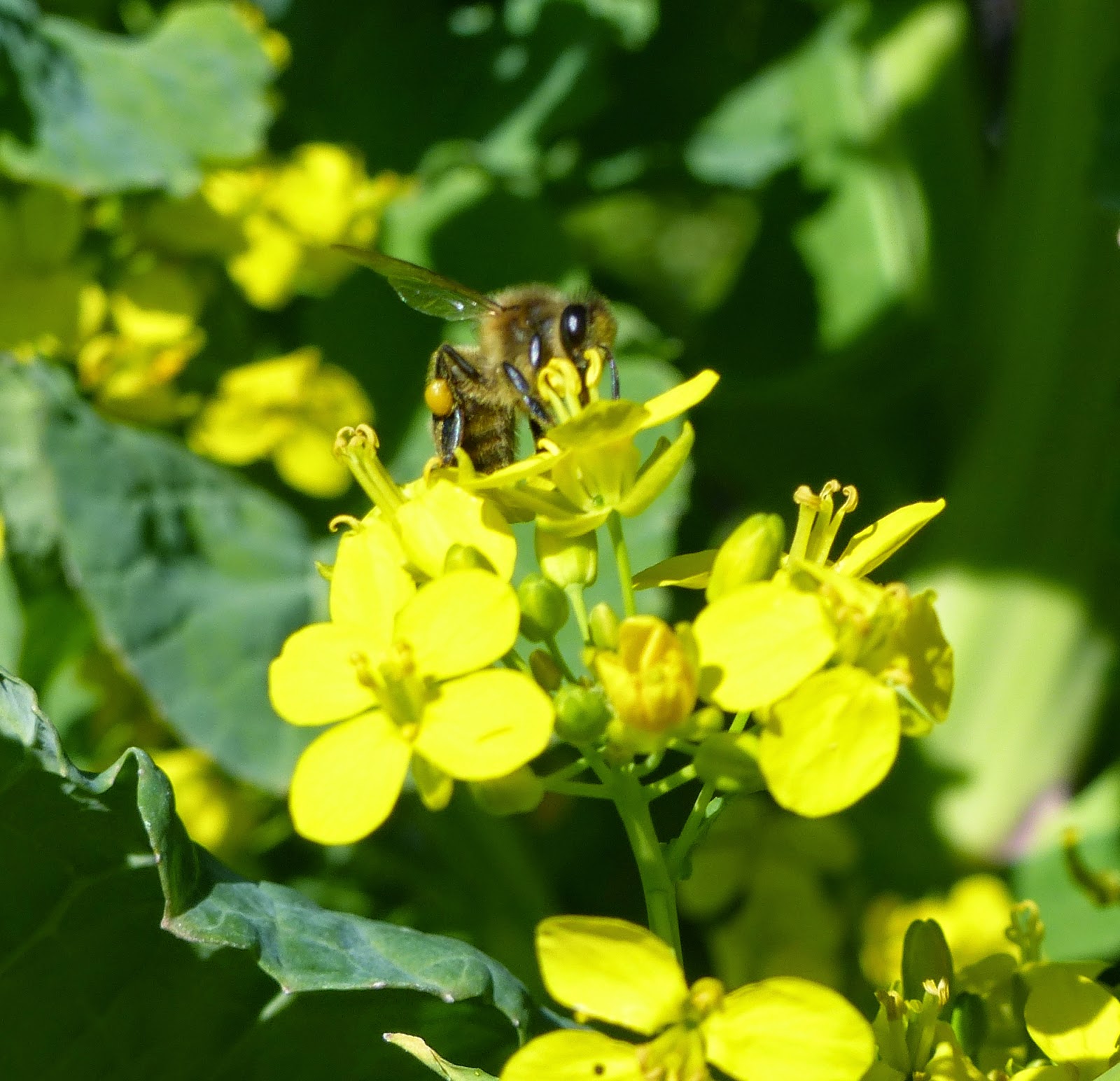 Honeybees on pear, turnip flowers, rosemary