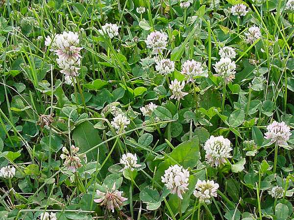 Planting Clover