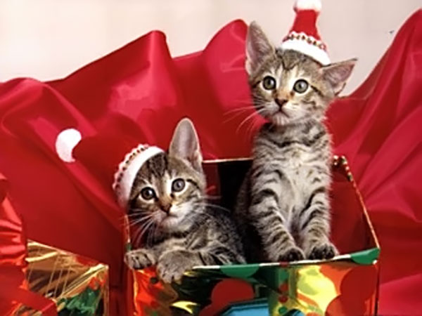 benvenuto dicembre - Pagina 2 Gattini+in+pacco+di+Natale