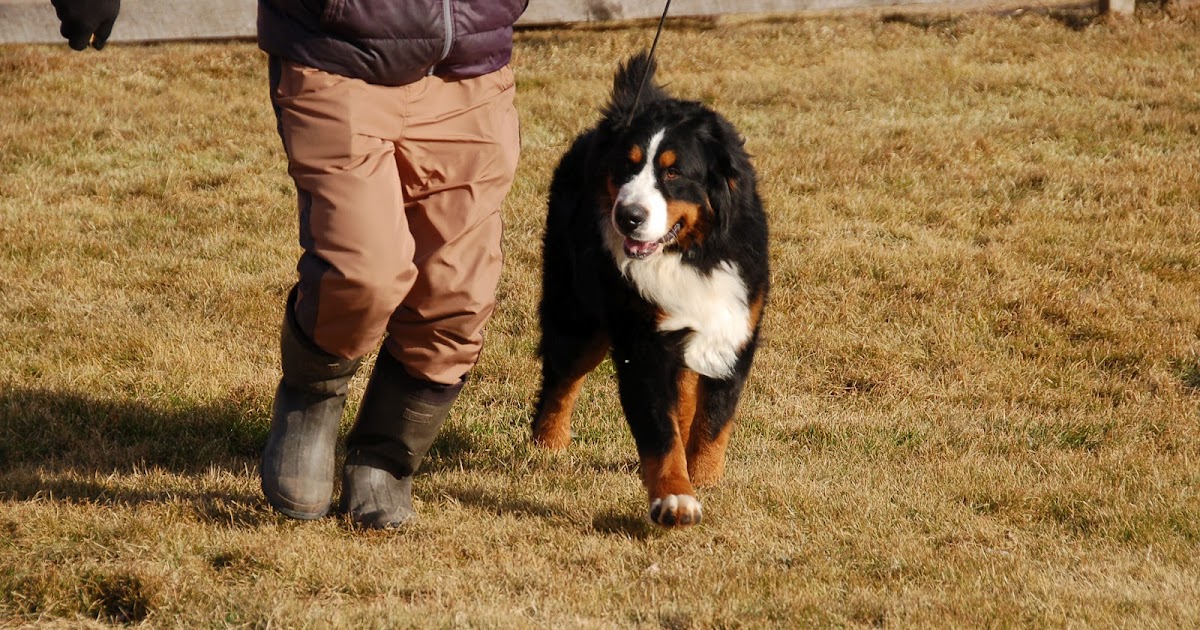 indian hill bernese mountain dogs