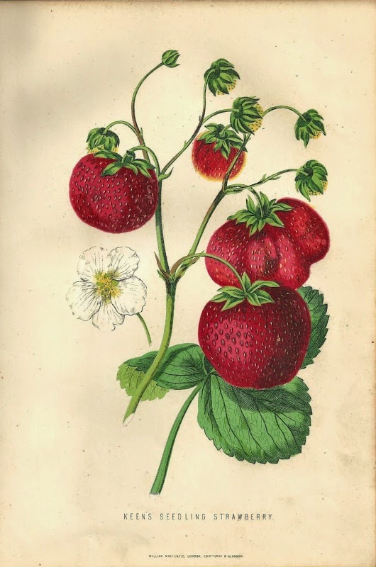 A Taste of History with Joyce White July 3, 1806, The Introduction of