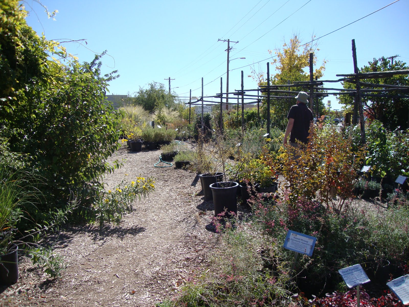 Cannundrums Desert Alyssum Or Bush Peppergrass