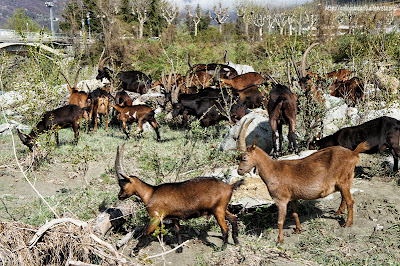 capre_goats