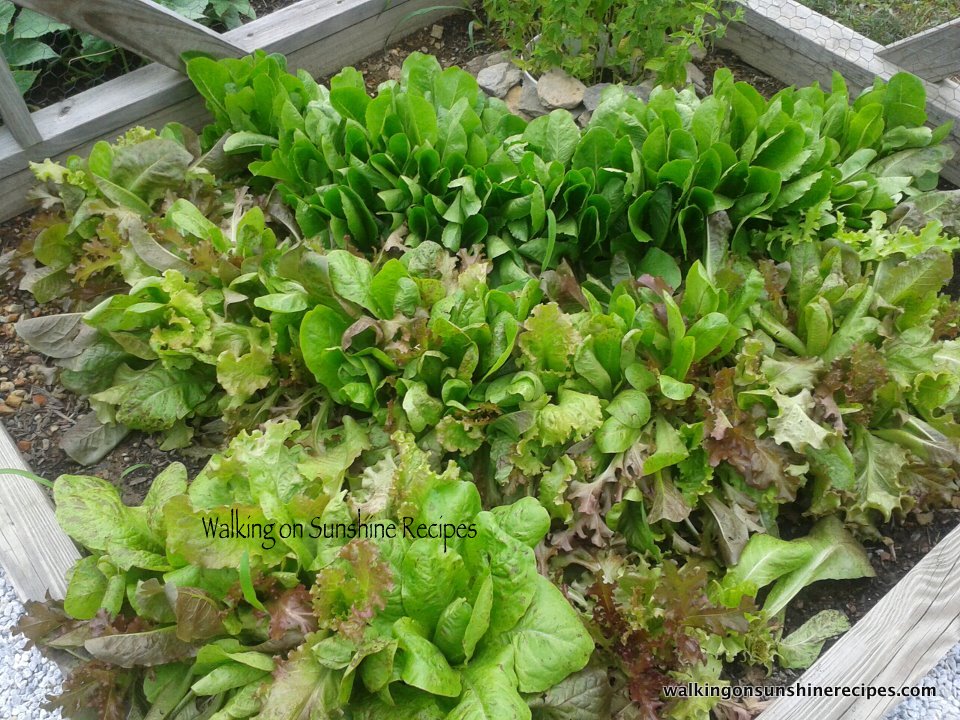 Tip Washing and Drying Lettuce Walking on Sunshine