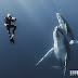 Ballenas jorobadas en Isla de la Reunión