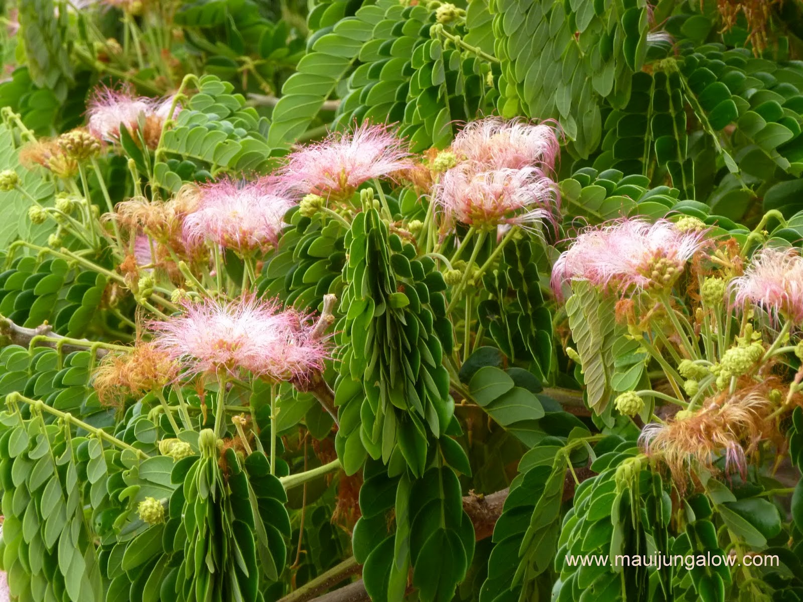 Maui Jungalow Monkeypod Trees