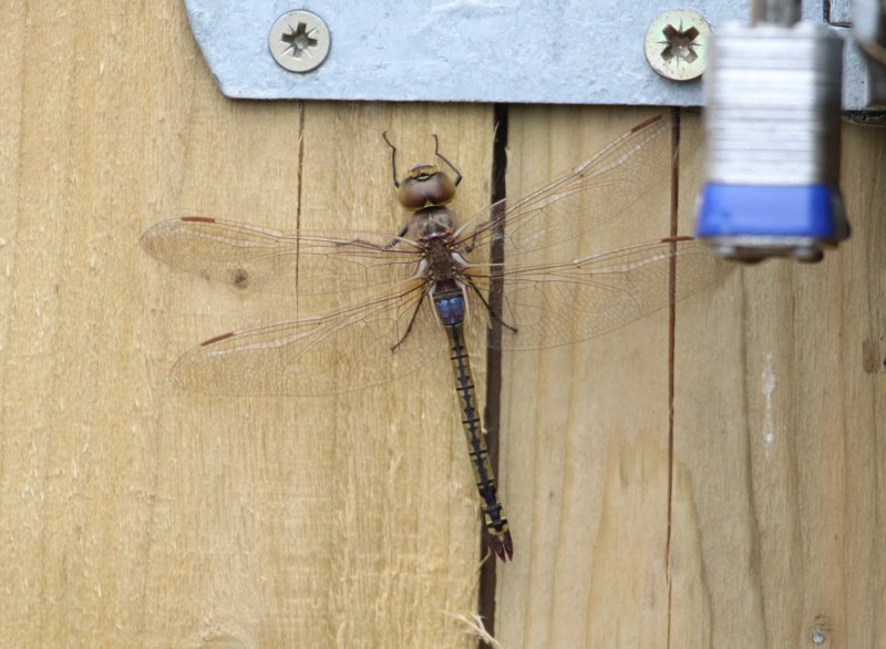 How+to+attract+dragonflies+uk
