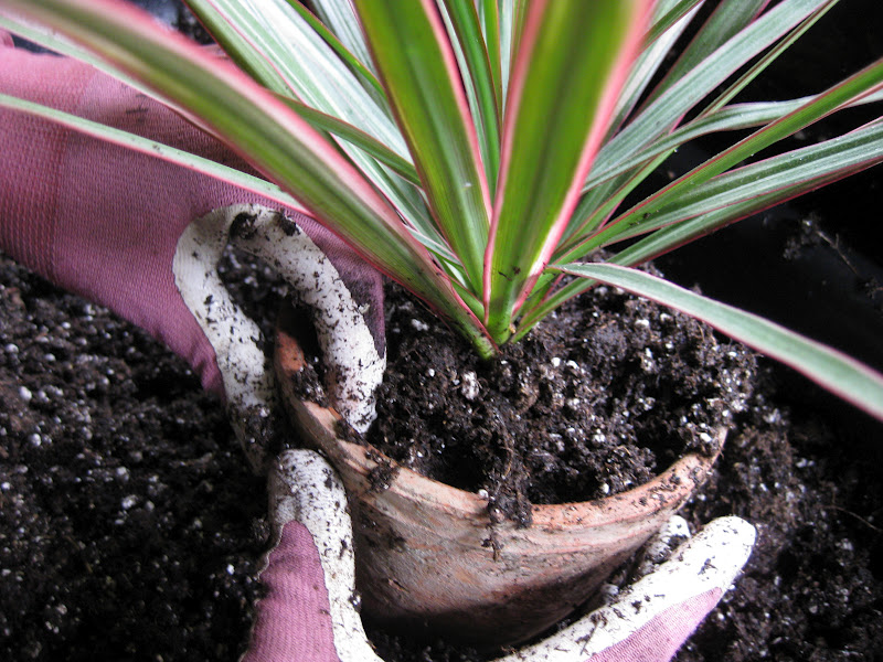Victoria Gardens How to repot a root bound house plant
