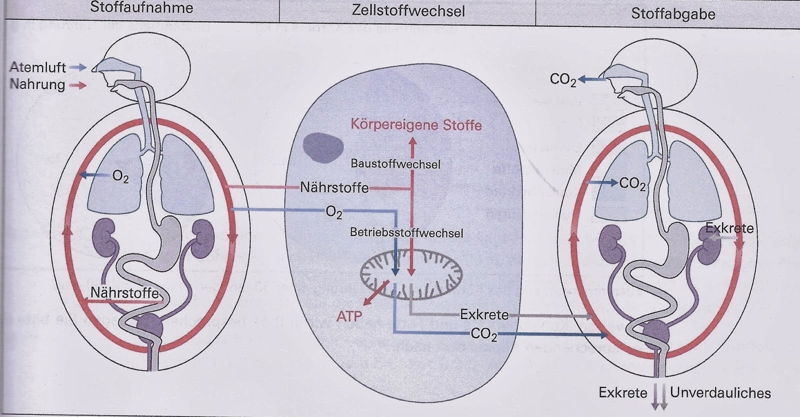 BiologieBlog Speicherung, Umwandlung und Verbrennung der Nährstoffe (10)