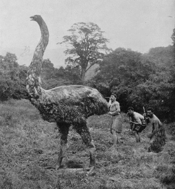 52 Gambar Hewan Moa Trend Saat Ini