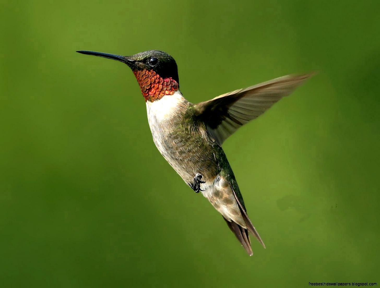 Ruby throated Hummingbird Bird Ruby throated Hummingbird Bird