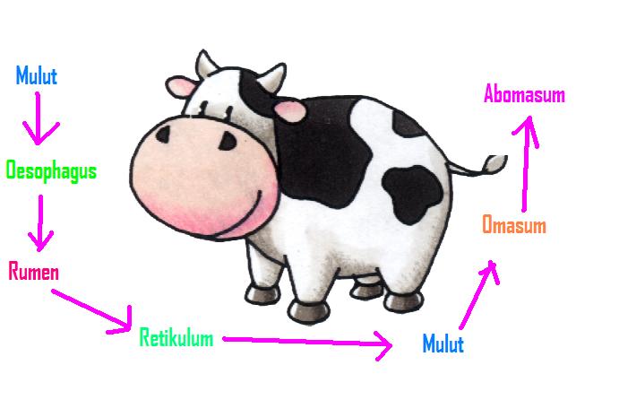 Dunia Biologi Pencernaan Hewan Ruminansia