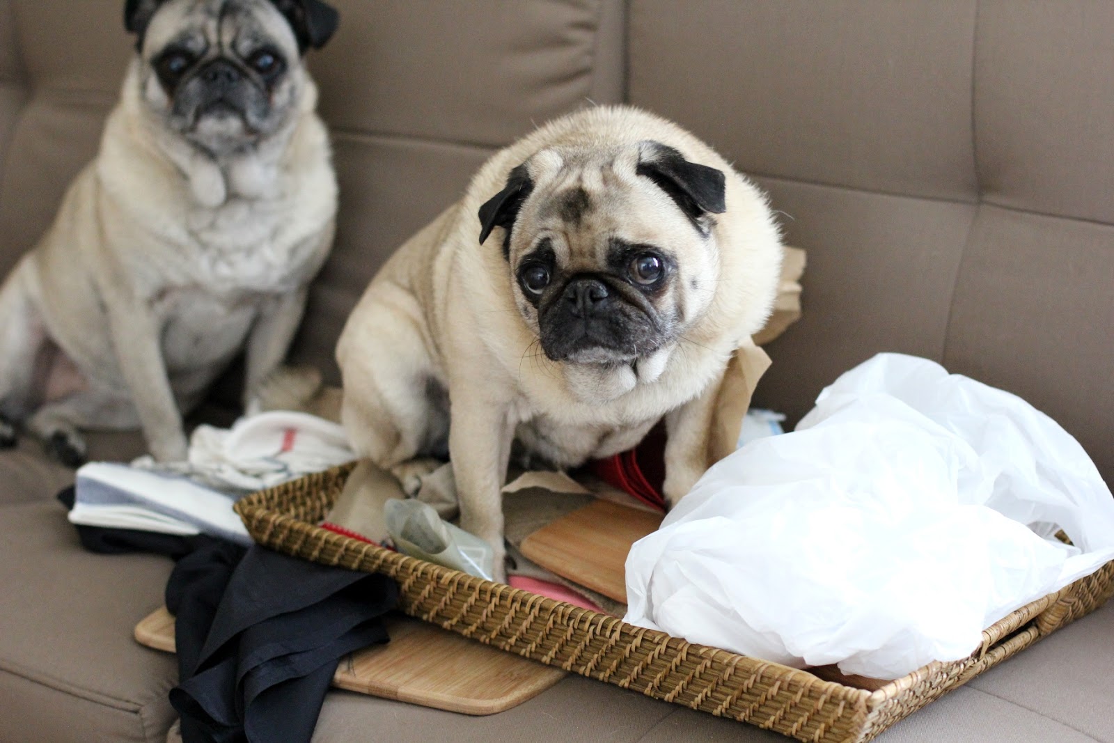 dixie pugs the macy dixie line california pugs dixie pugs the macy dixie line california pugs