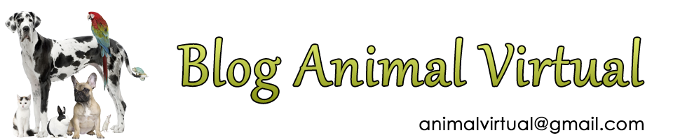 Blog Animal Virtual