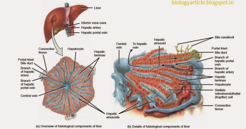 BIOLOGY WRITE-UP - BIOLOGY ARTICLES: LIVER - functional anatomy