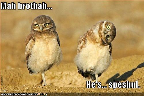 Zoo Animals: Funny Owl Pictures