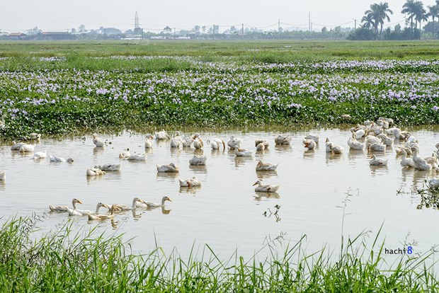 [Image: ngam-tham-hoa-luc-binh-tren-dong-que-9.jpg]