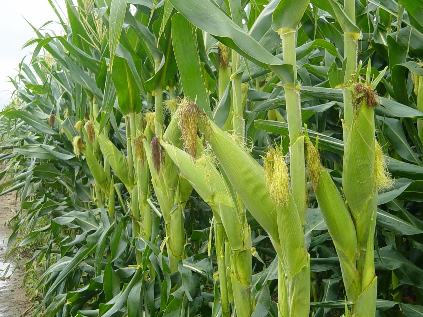 COMO SE CULTIVA EL MAÍZ DESDE LA SEMILA