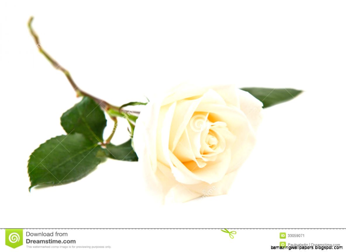 Single White Rose Stock Image Image 33059071 Single White Rose Stock Image Image 33059071