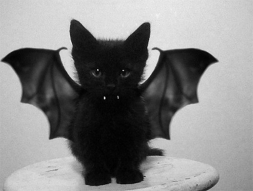 Resultado de imagem para gato preto morcego