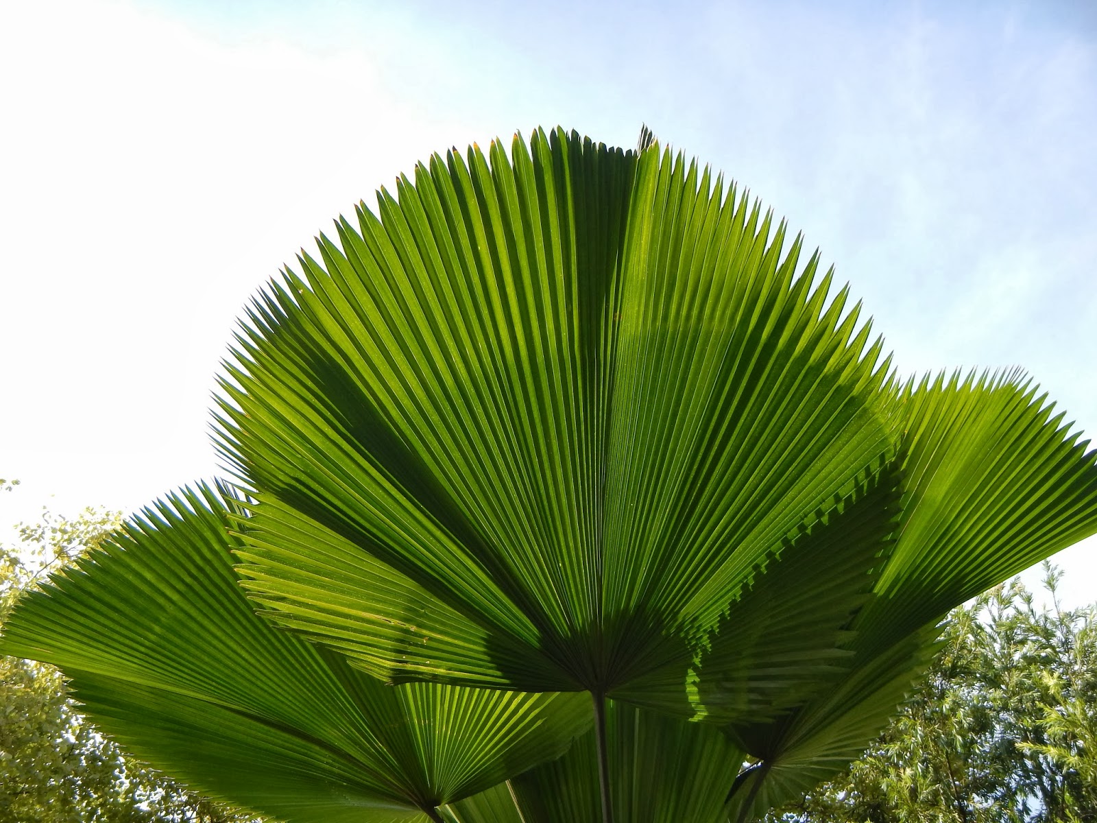 palm fan ruffled leaves trunk