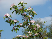 The promise of blossom