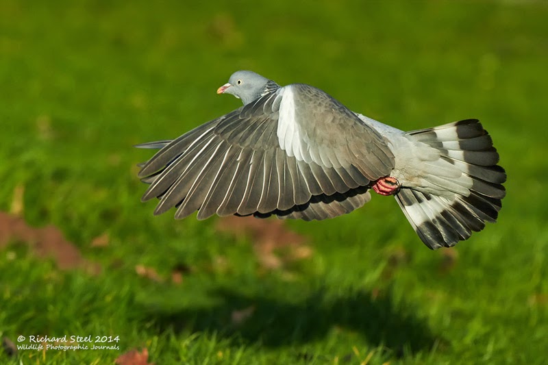 Wildlife Photographic Journals More Flying Corvids