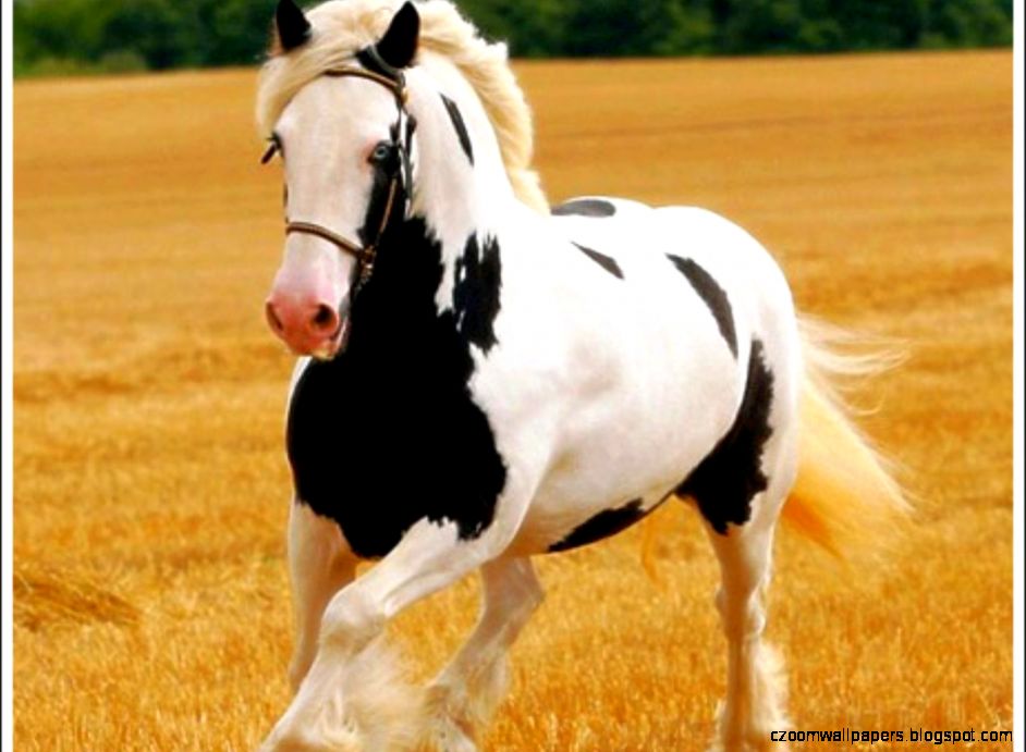 Arabian Horse HD Wallpapers Horse Desktop Images Cool Wallpapers Arabian Horse HD Wallpapers Horse Desktop Images Cool Wallpapers