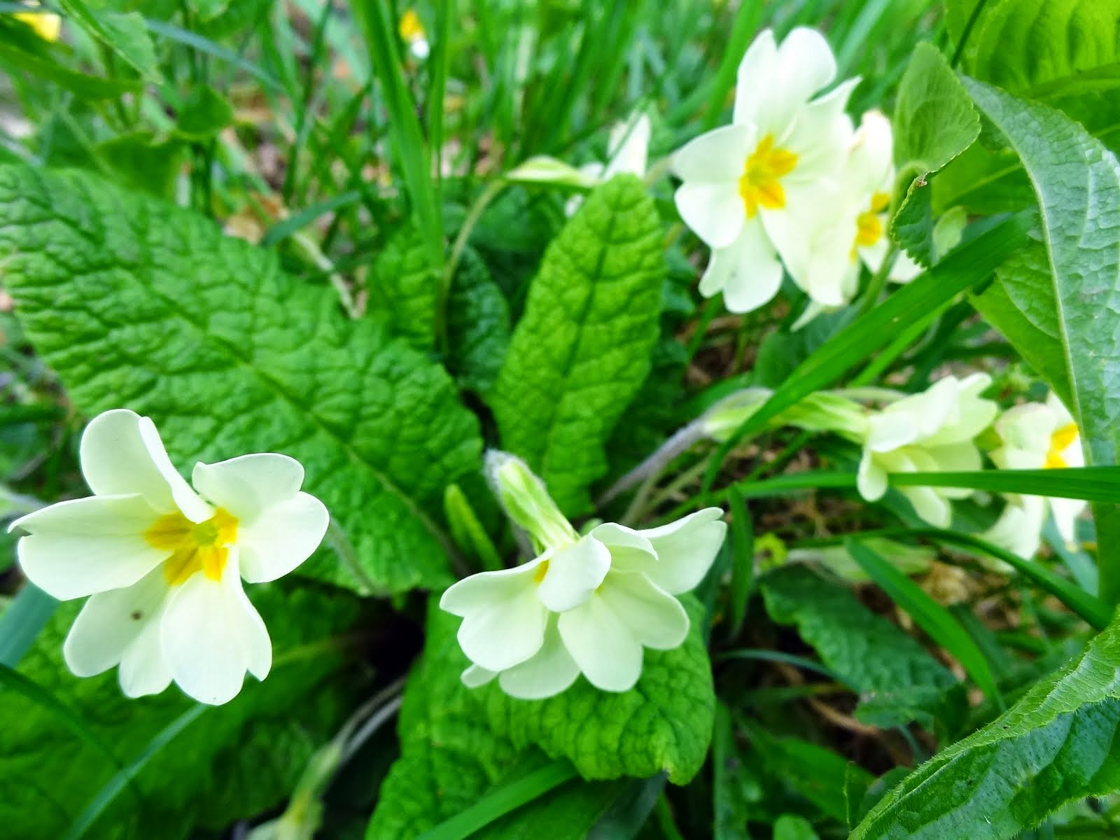 wild flowers