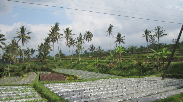 Cultivos en Bali