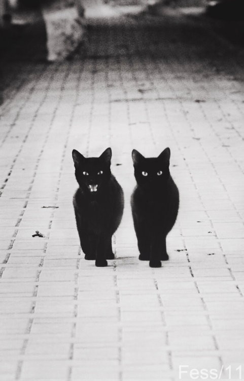 Nyx's Character Portfolio Two+black+cats+dark