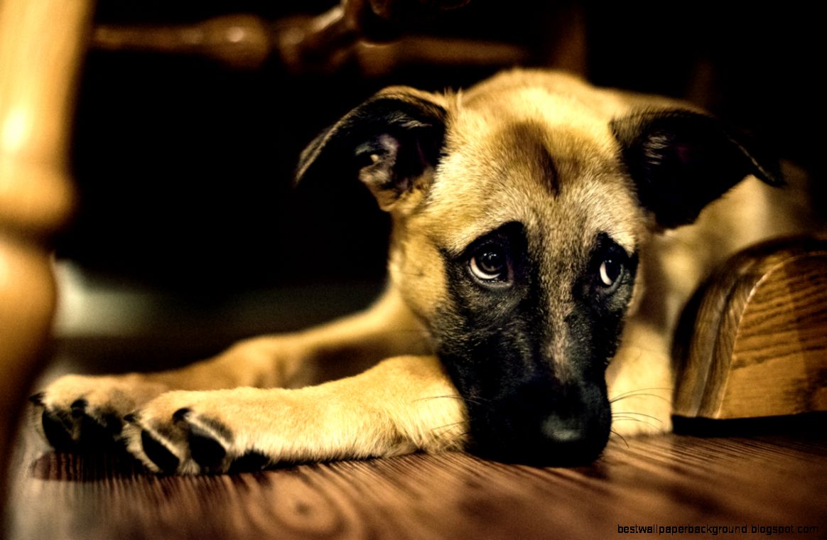 Cute Sad Dog Cute Sad Dog