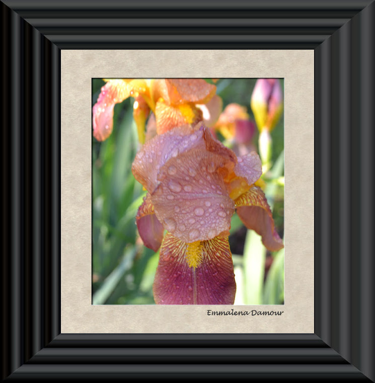 Raindrops on Burgandy Iris
