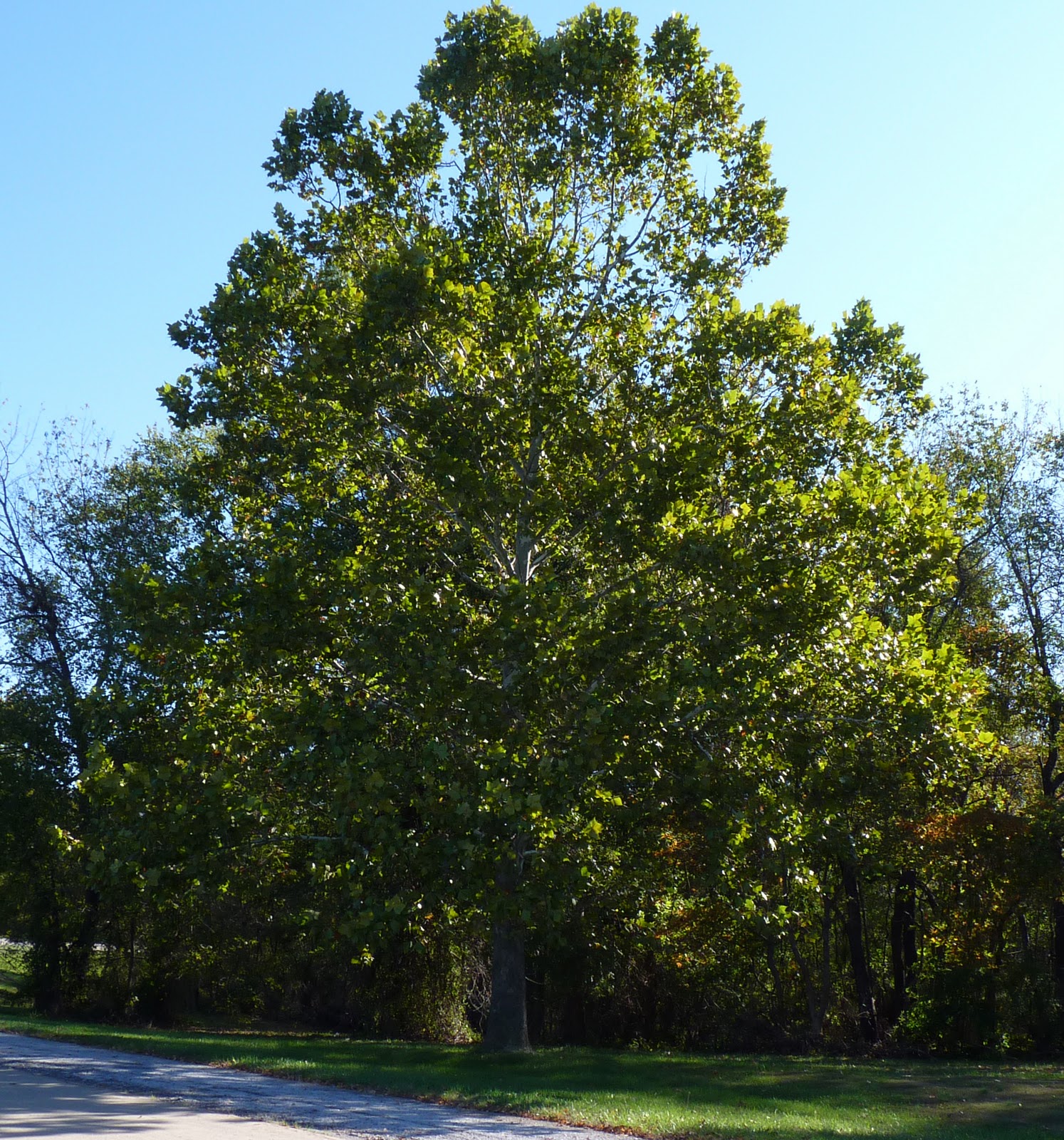 Hope Echoes Sycamore Tutorial