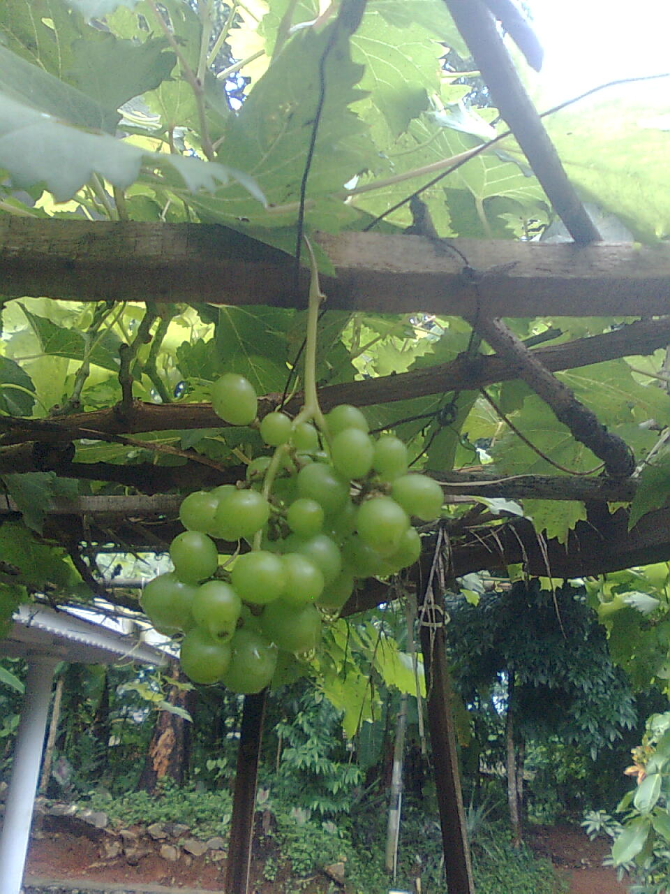BLOGIPEADIKA GRAPE GARDENING AT TERRACE