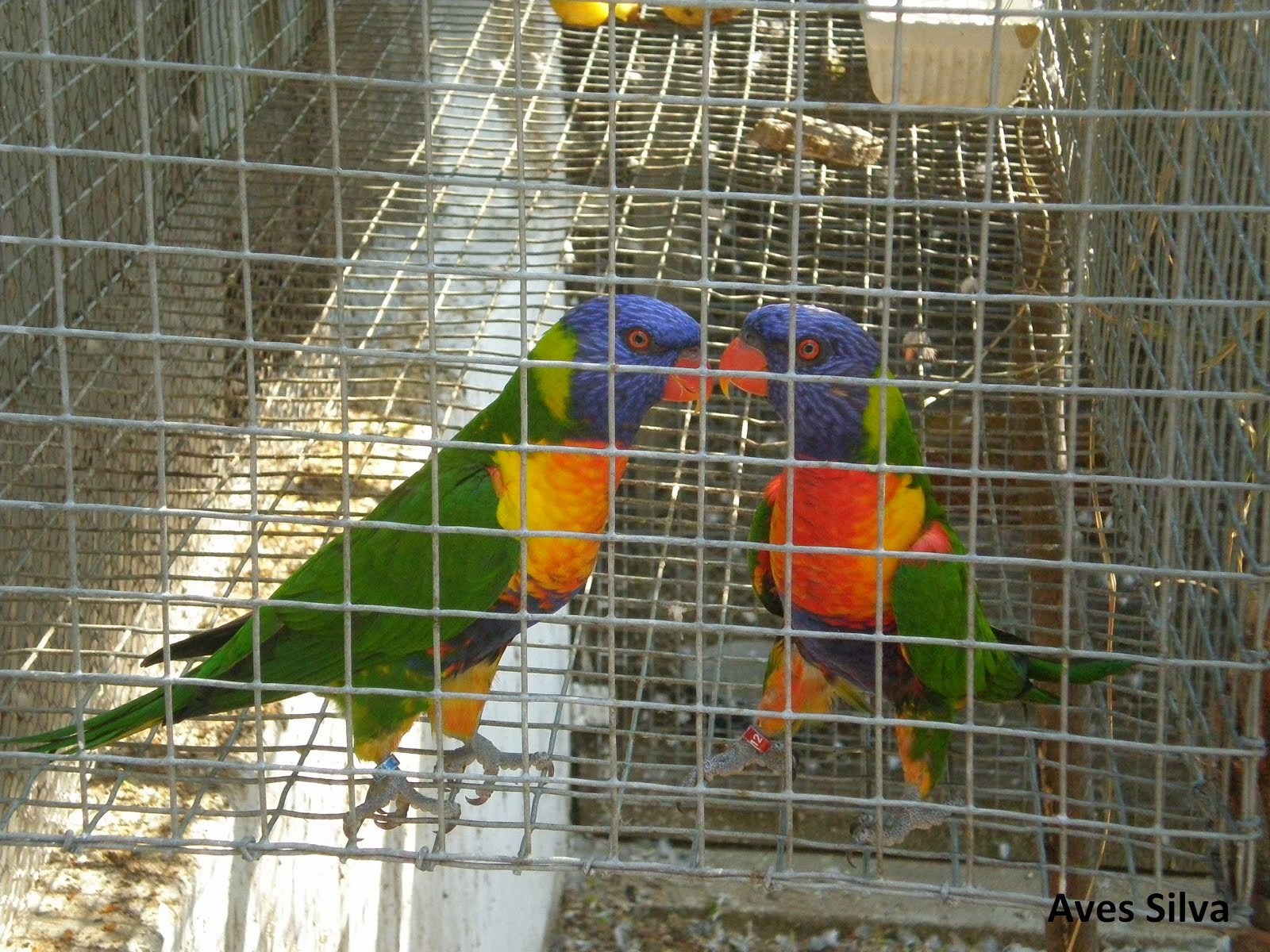 Casal de Lories Molucanos