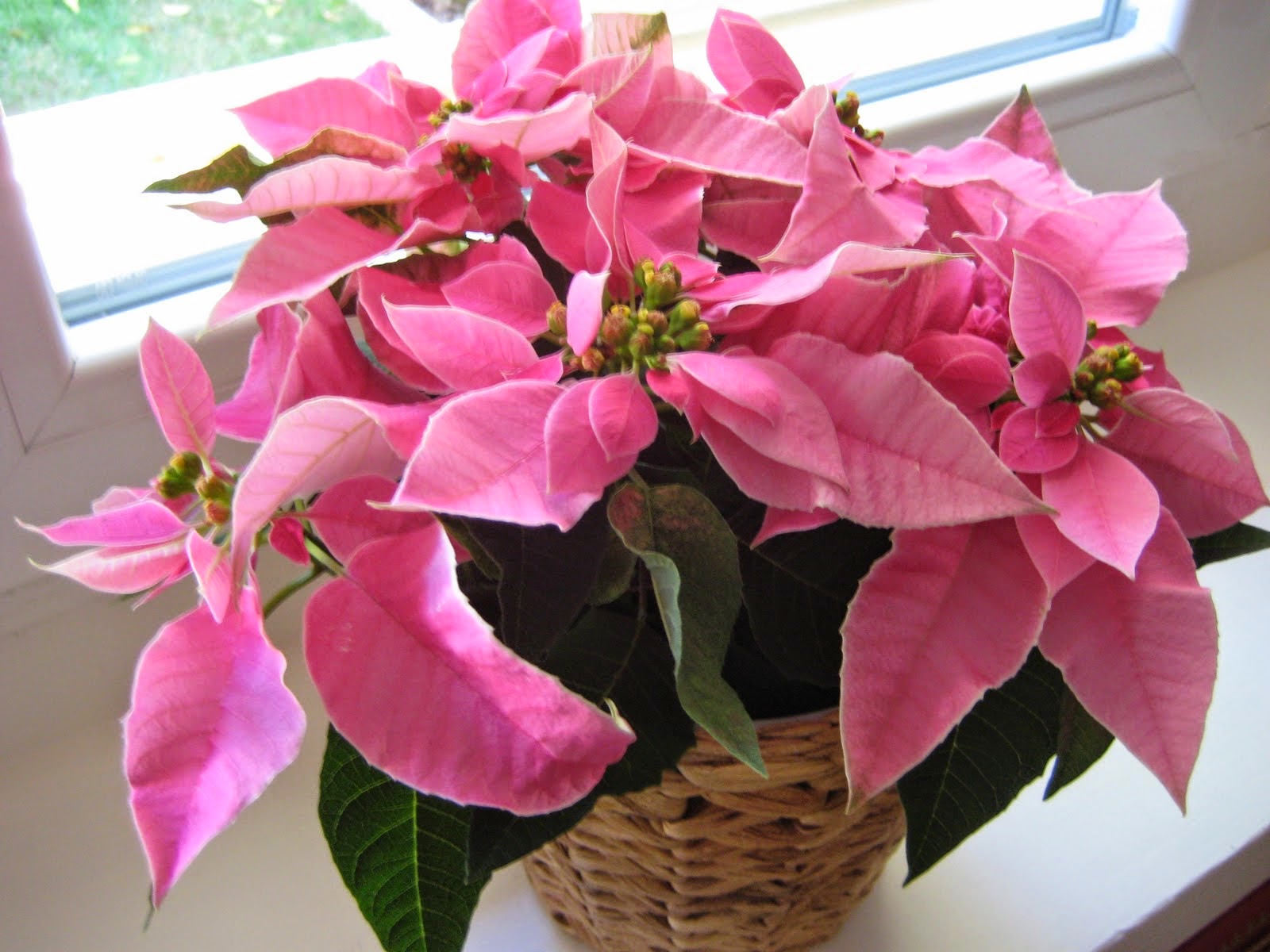 Resultat d'imatges de planta de navidad rosa