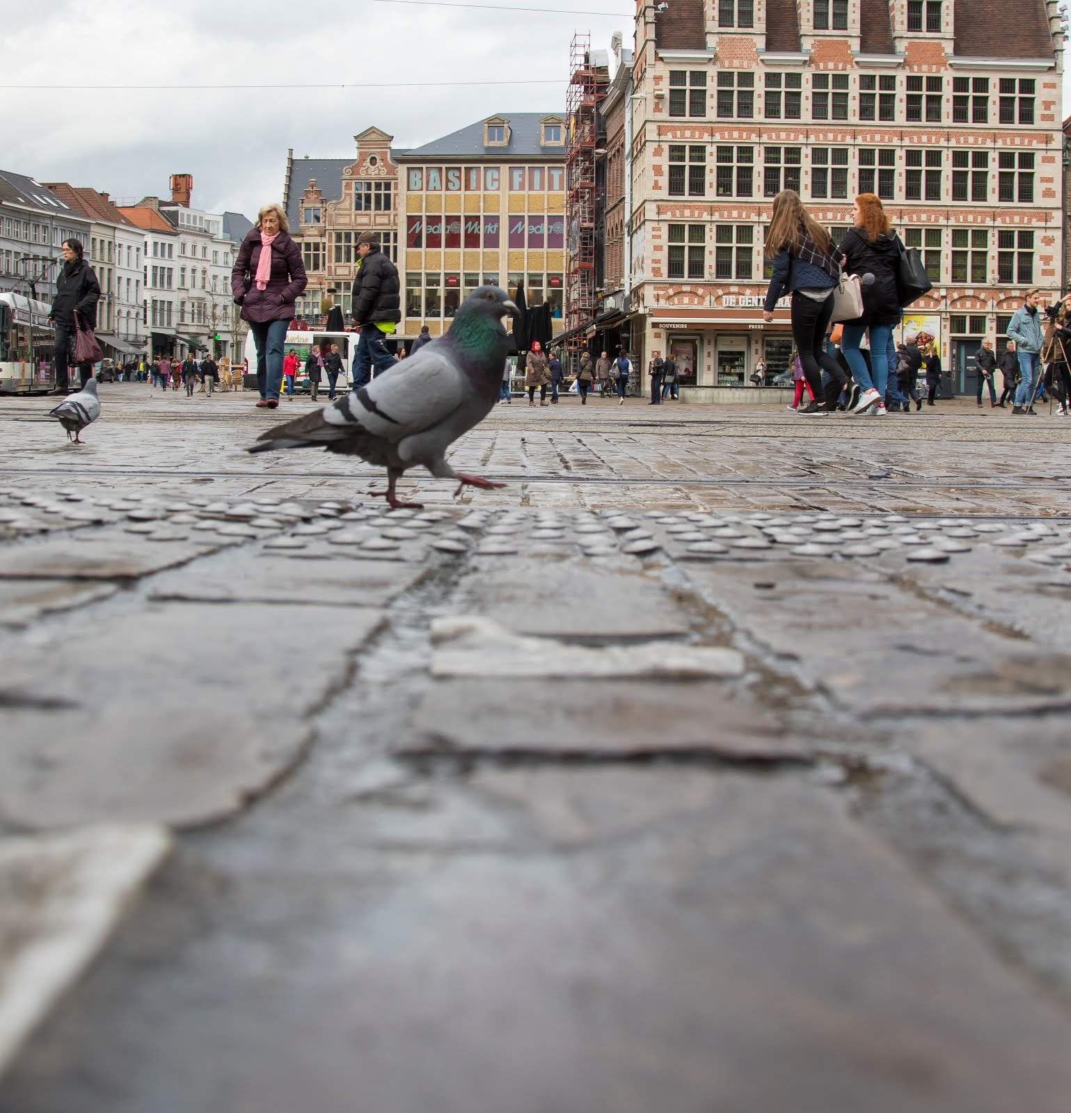 ooghoogte duif in Gent